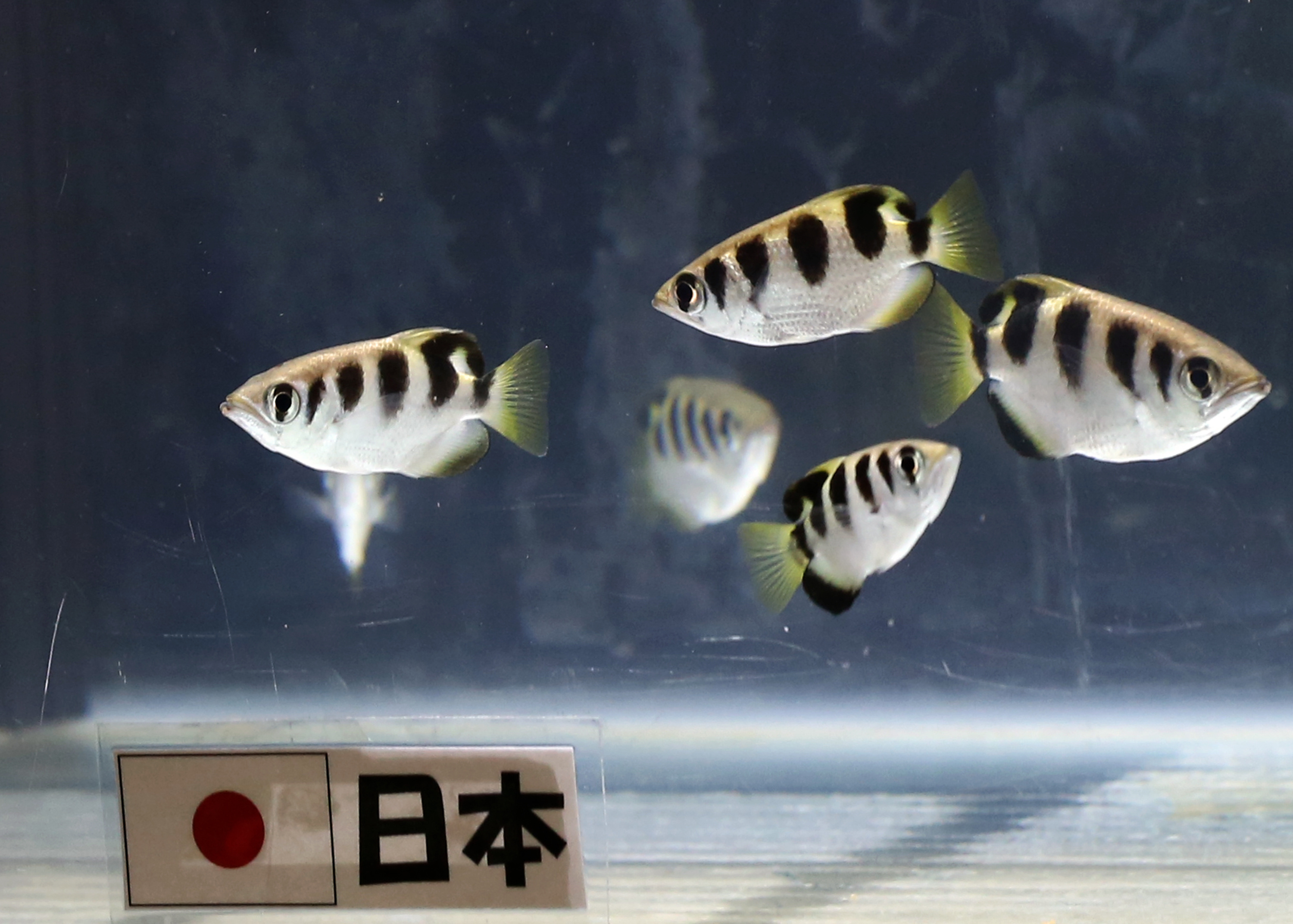 Some tropical fish can recognize human faces - Big Think