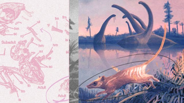 A split image juxtaposing scientific dinosaur sketches with a colorful illustration of a prehistoric scene featuring a dinosaur and a small mammal.