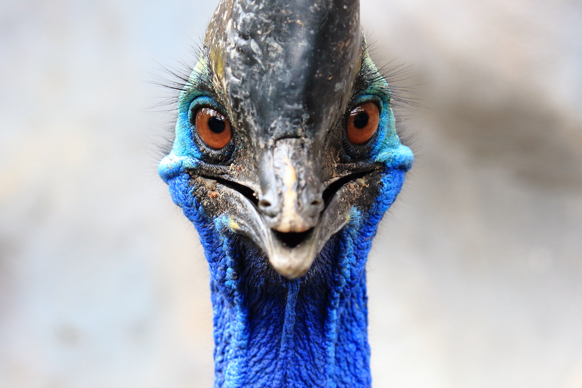 cassowaries