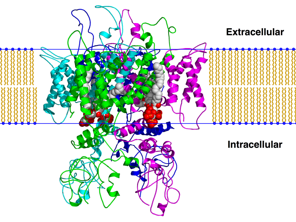 Dr. Julius' TRPV1