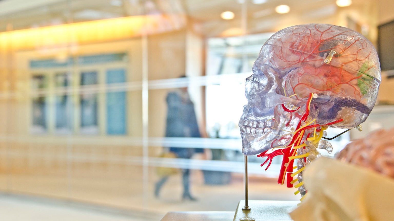 brain age