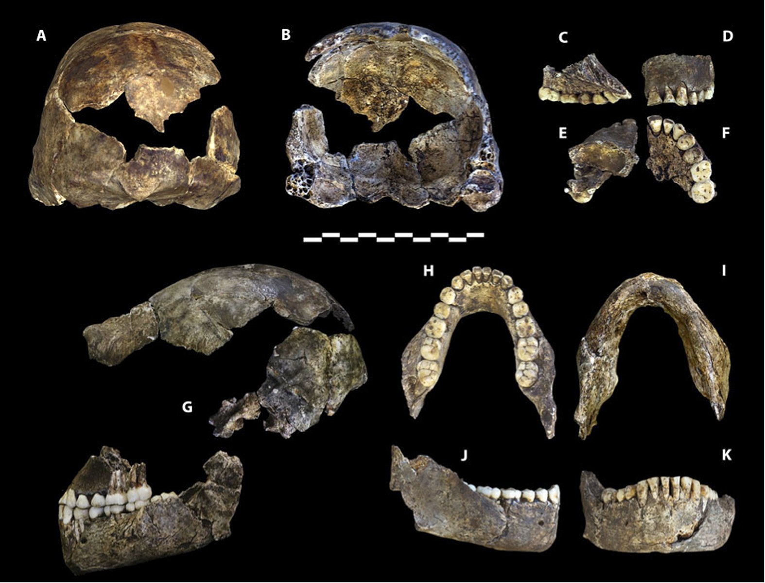 Homo naledi skulls