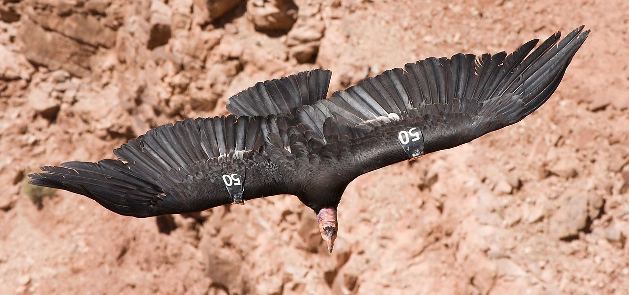 California condor