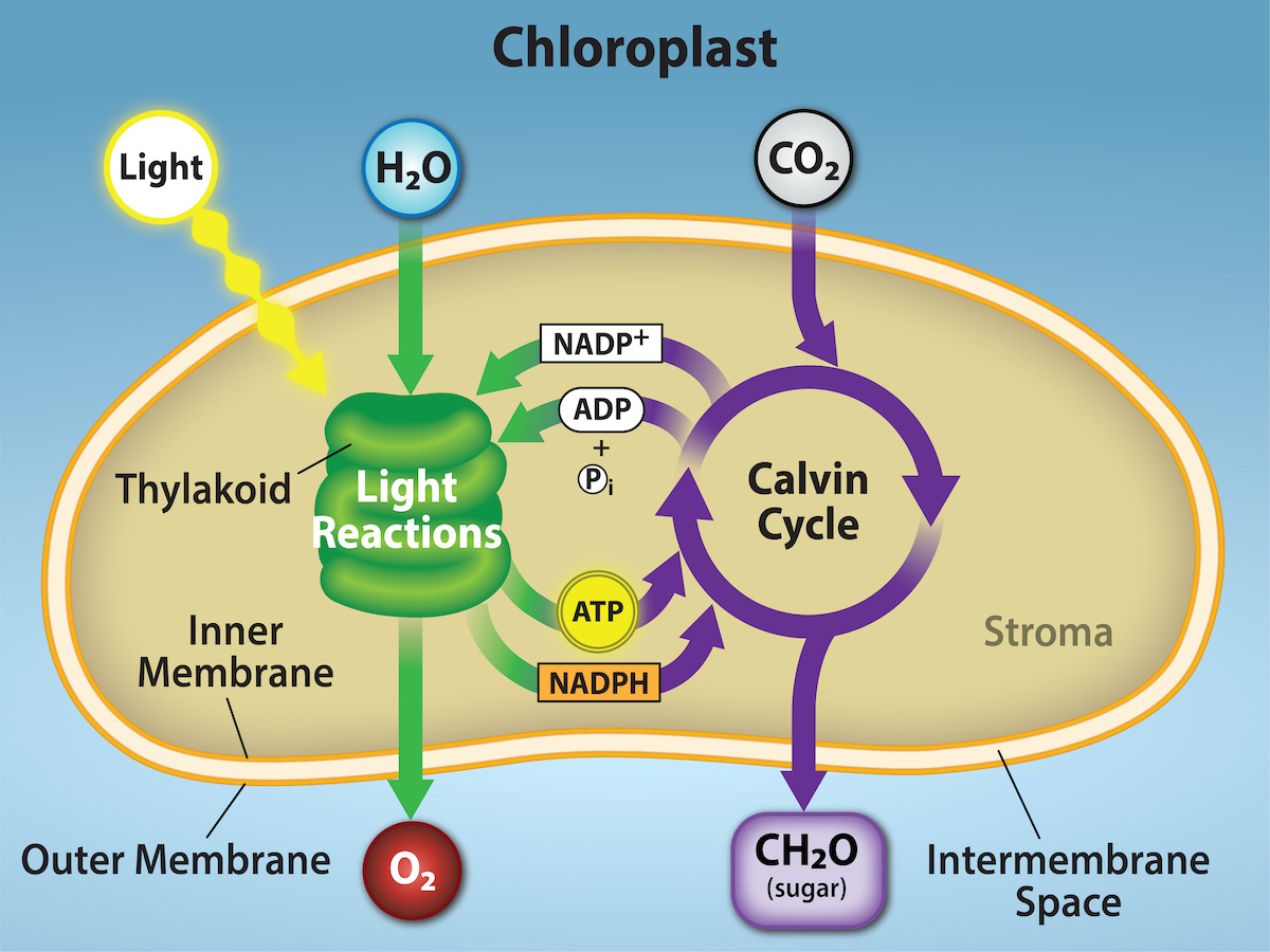 carbon dioxide + water → glucose + oxygen