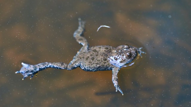 A frog swimming.