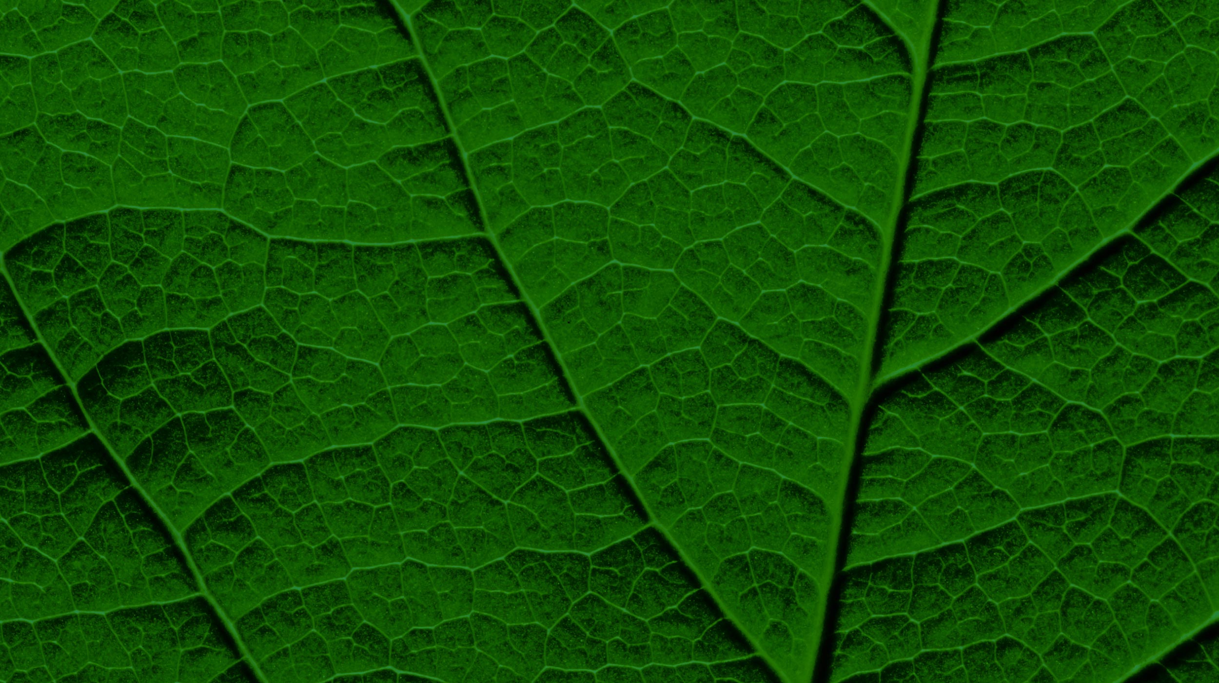 Close-up image of a green leaf showing detailed vein structure and texture, capturing the intricate design that highlights the essence of nature versus nurture.
