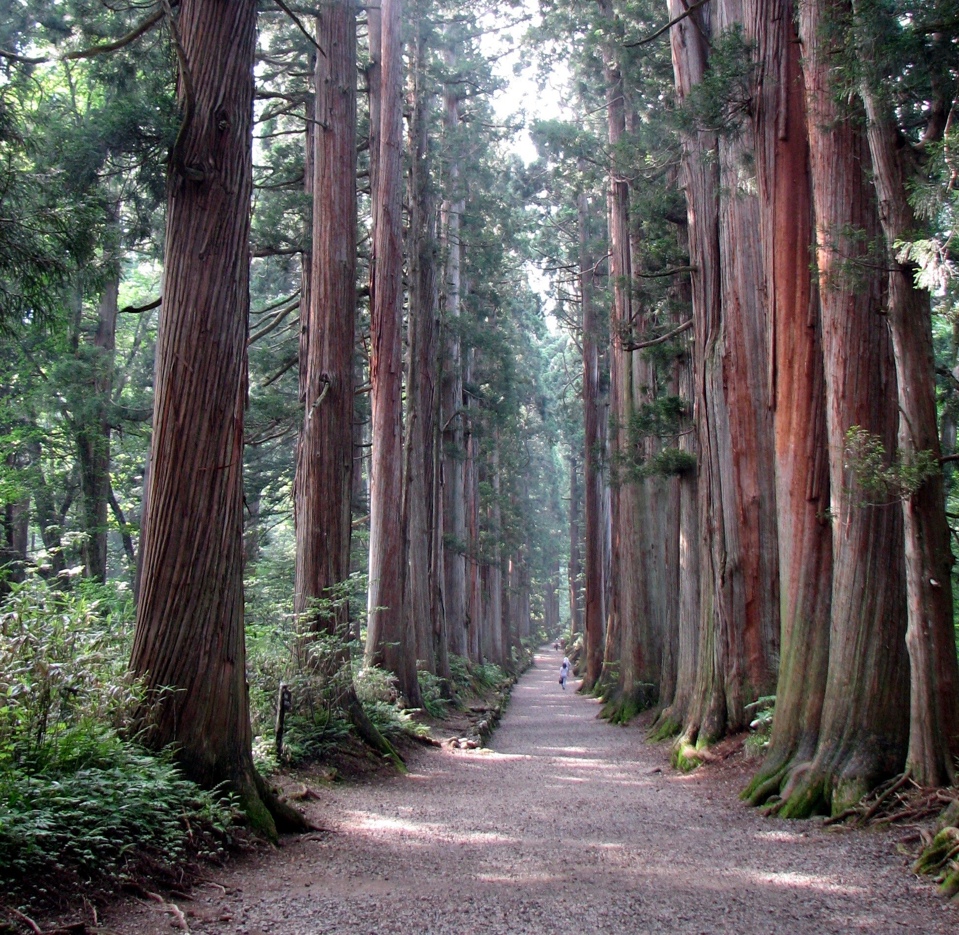oldest trees