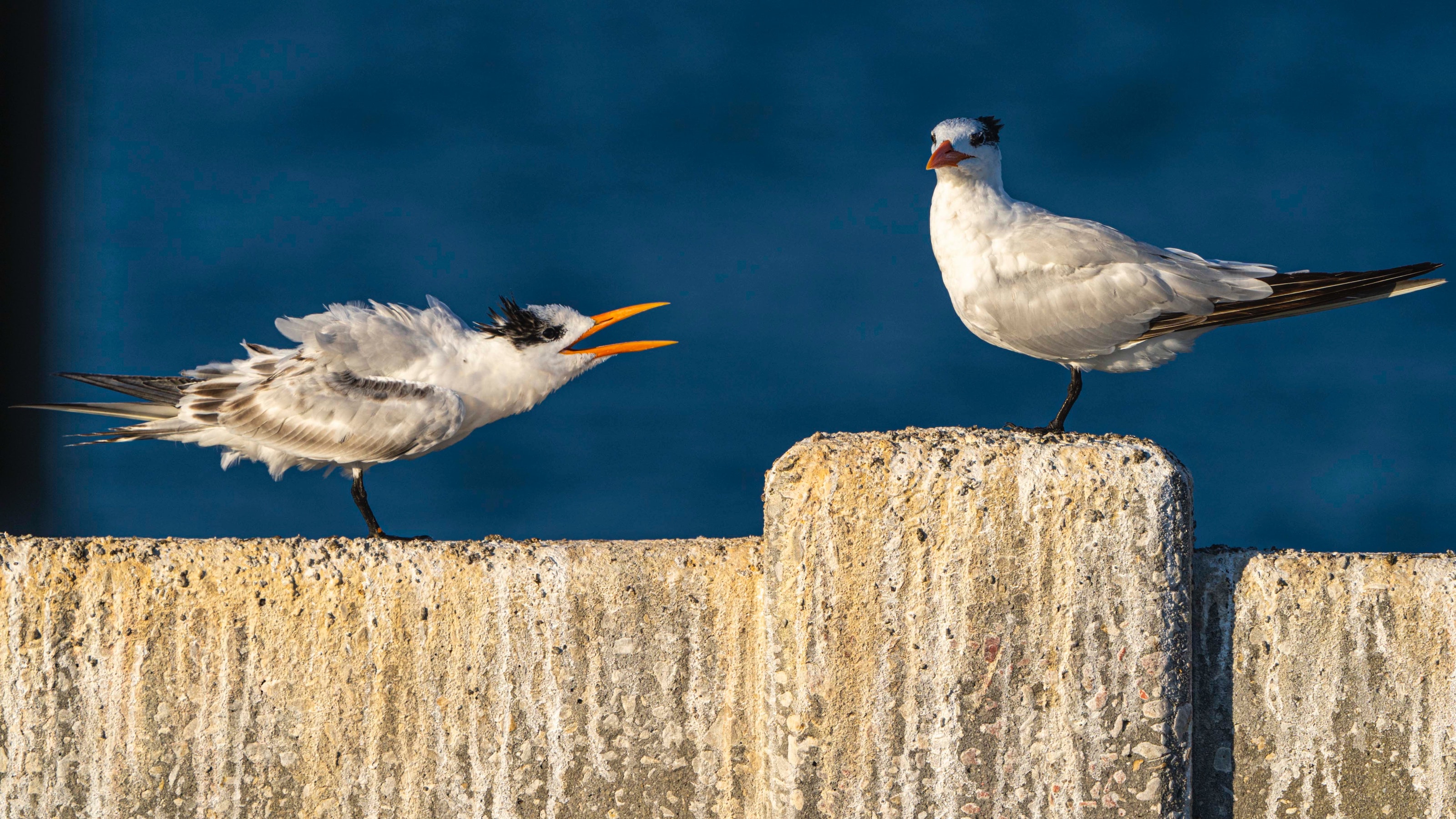 arguing