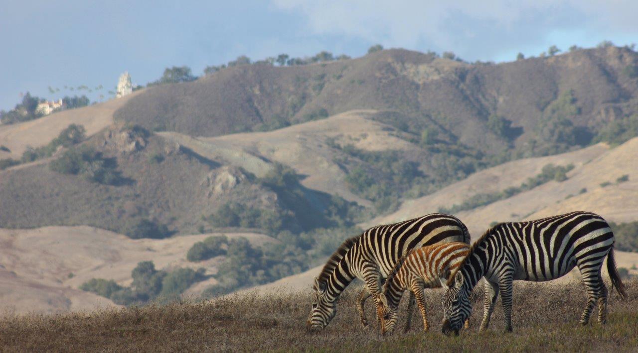 california zebras