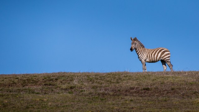 california zebras
