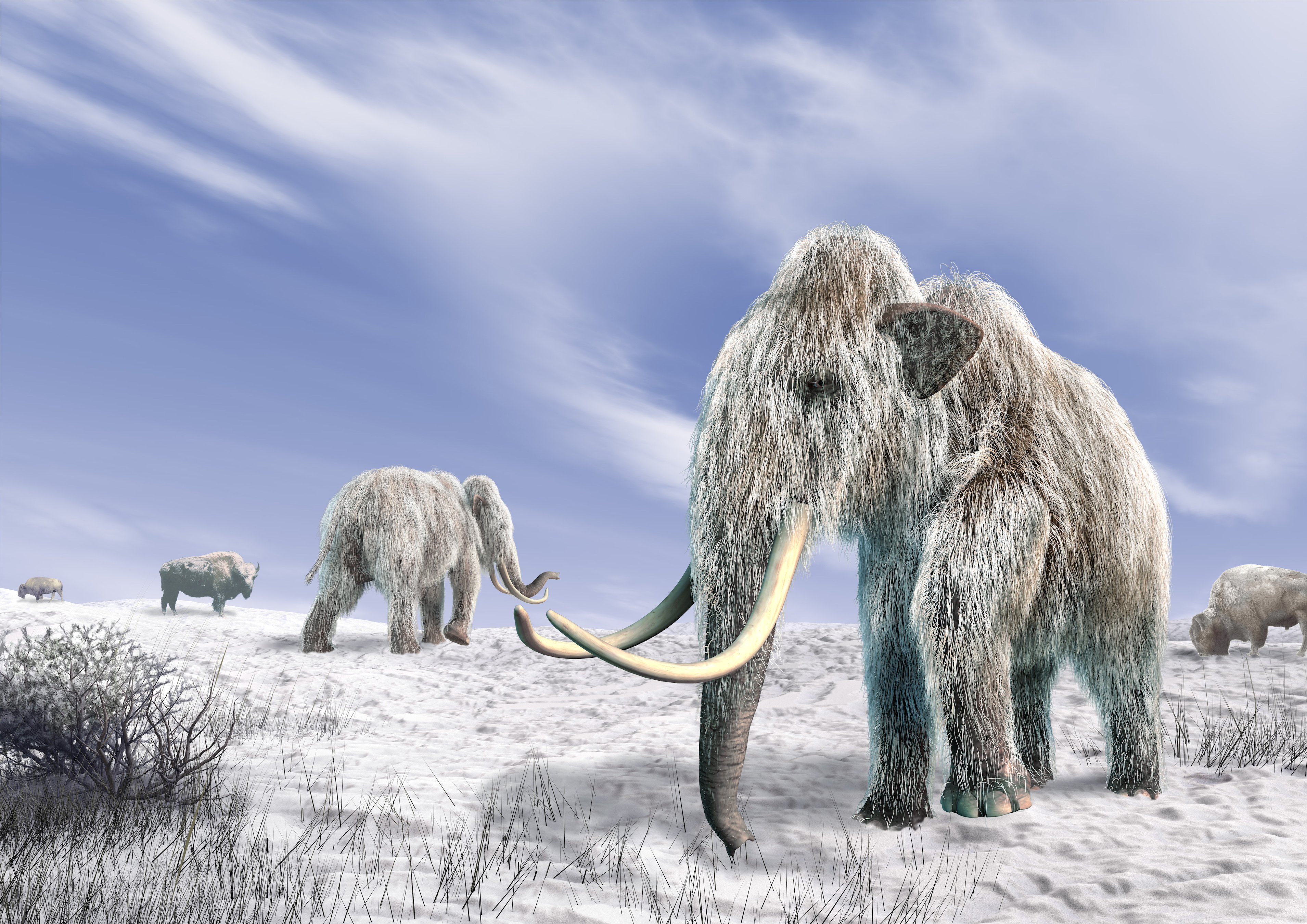 mammals