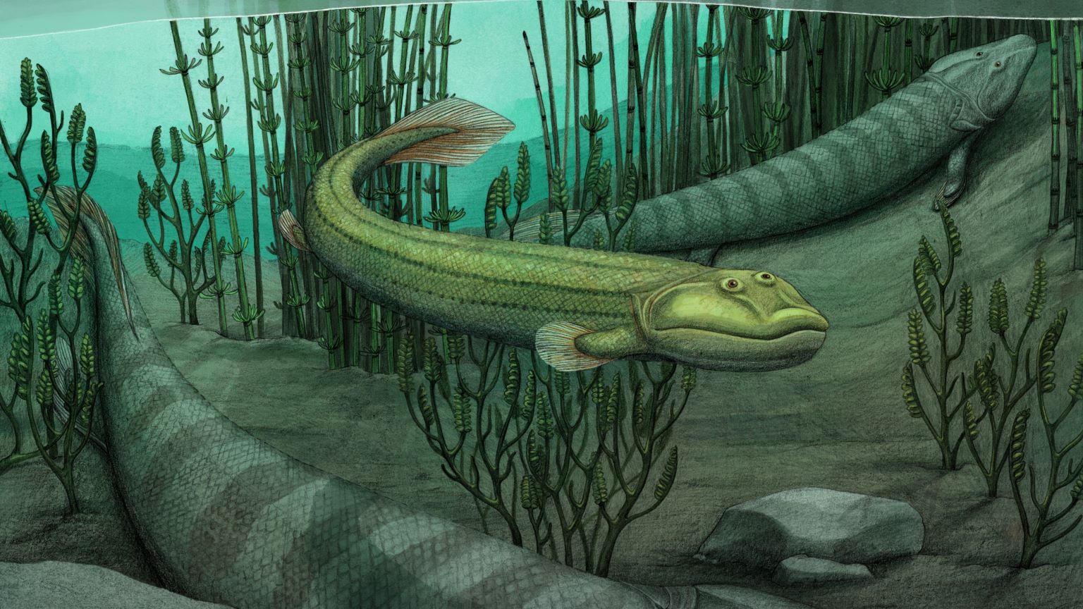 Qikiqtania, a fossil fish