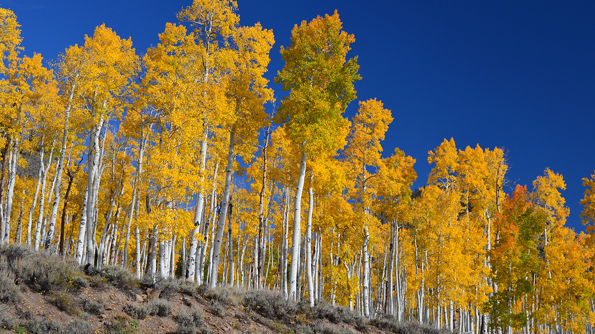 Pando
