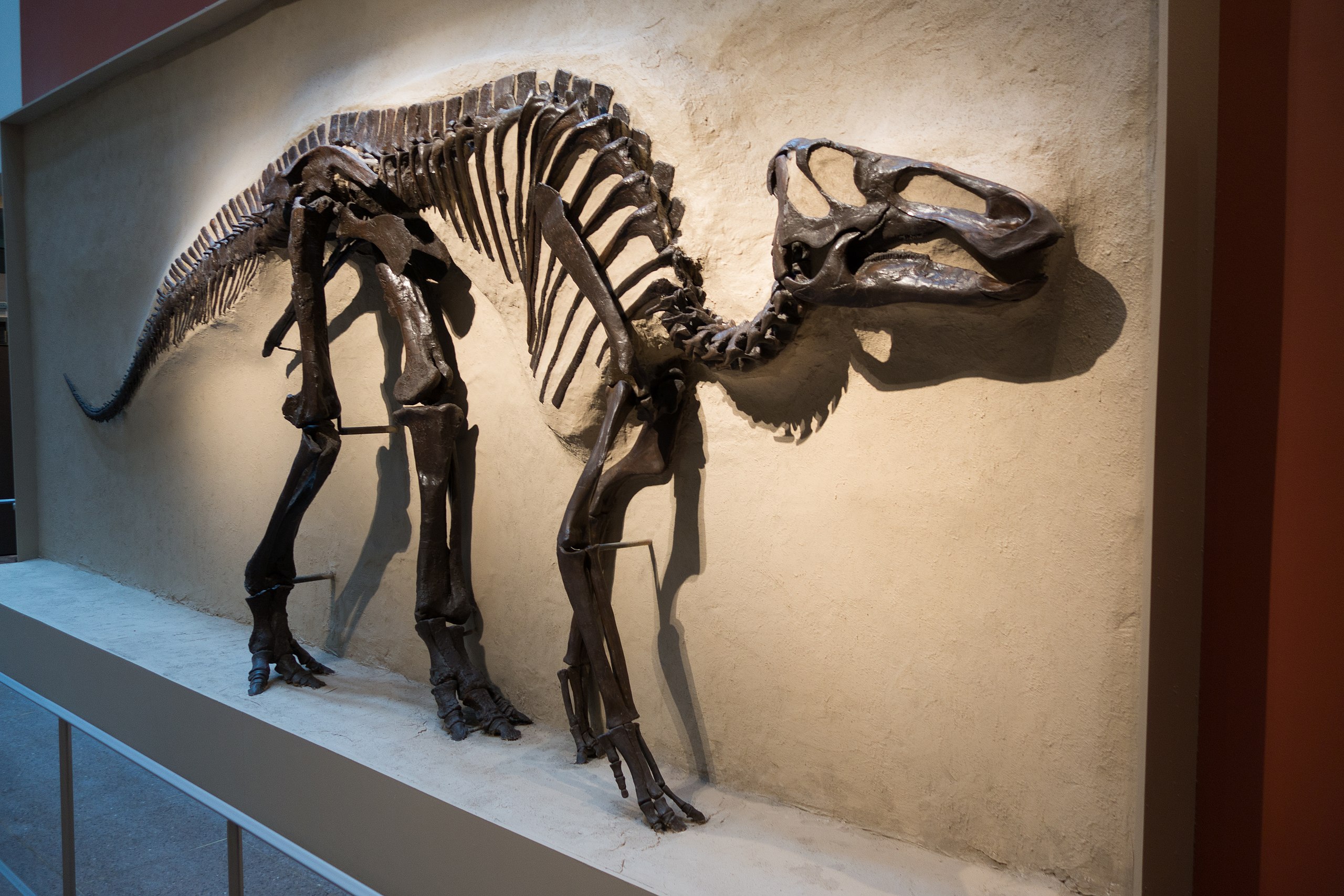 Dinosaur fossil contingency random