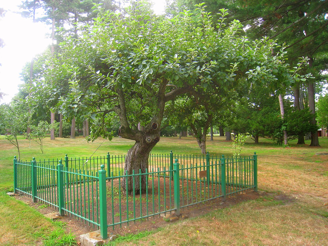 newton's apple tree