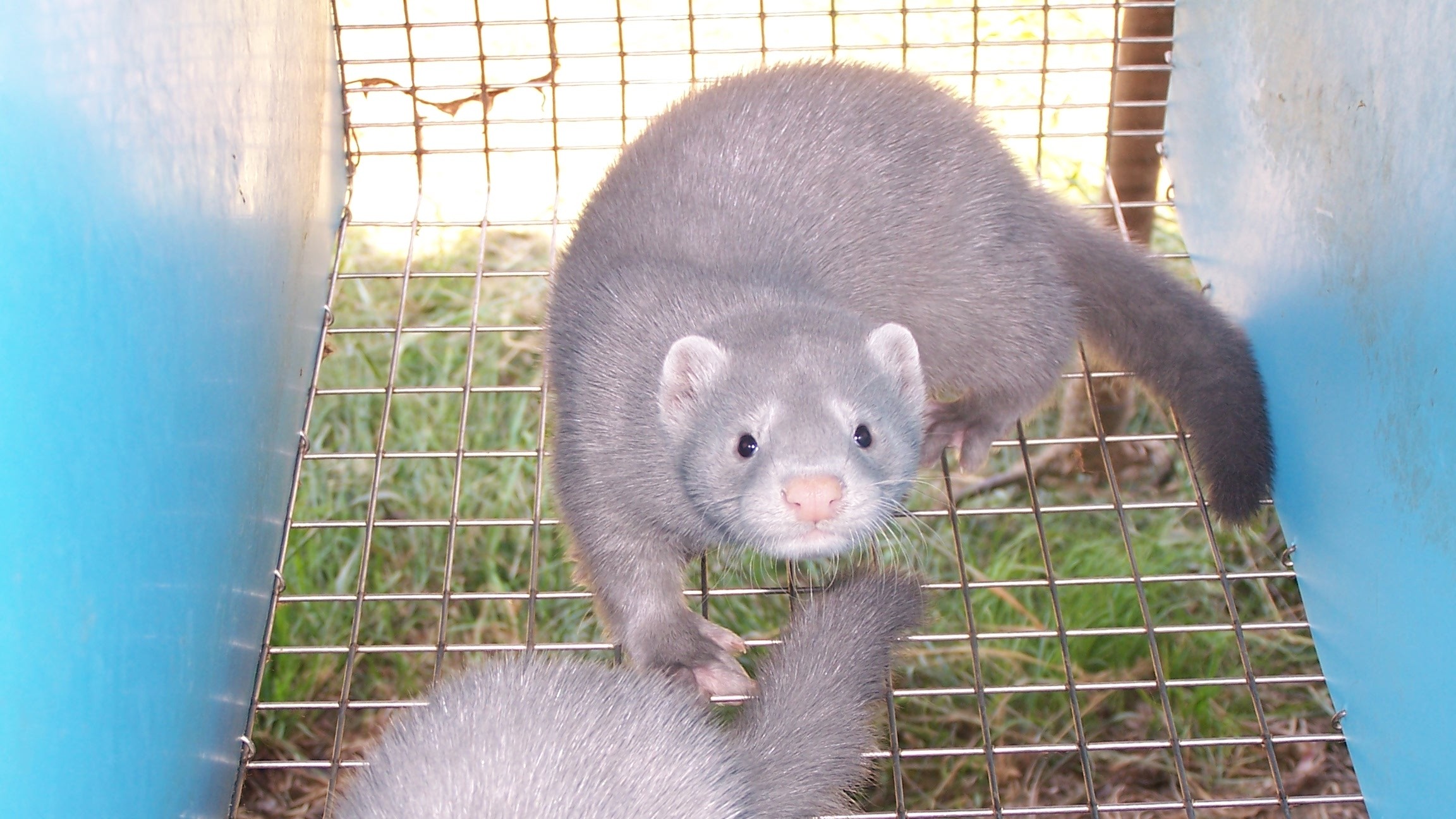 An American mink in a cage.