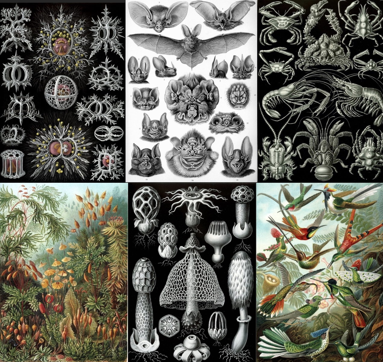 Ernst Haeckel