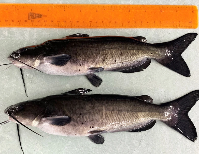 One of the CRISPR'd catfish (top) and an unmodified fish (bottom). 