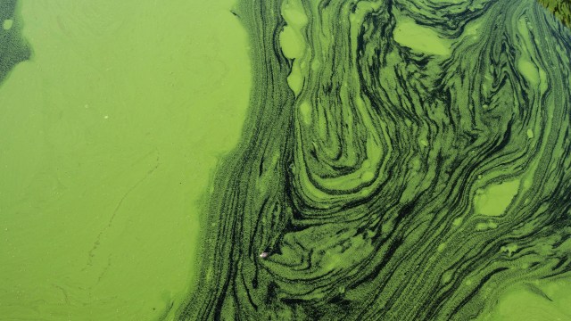 Green algae on a lake