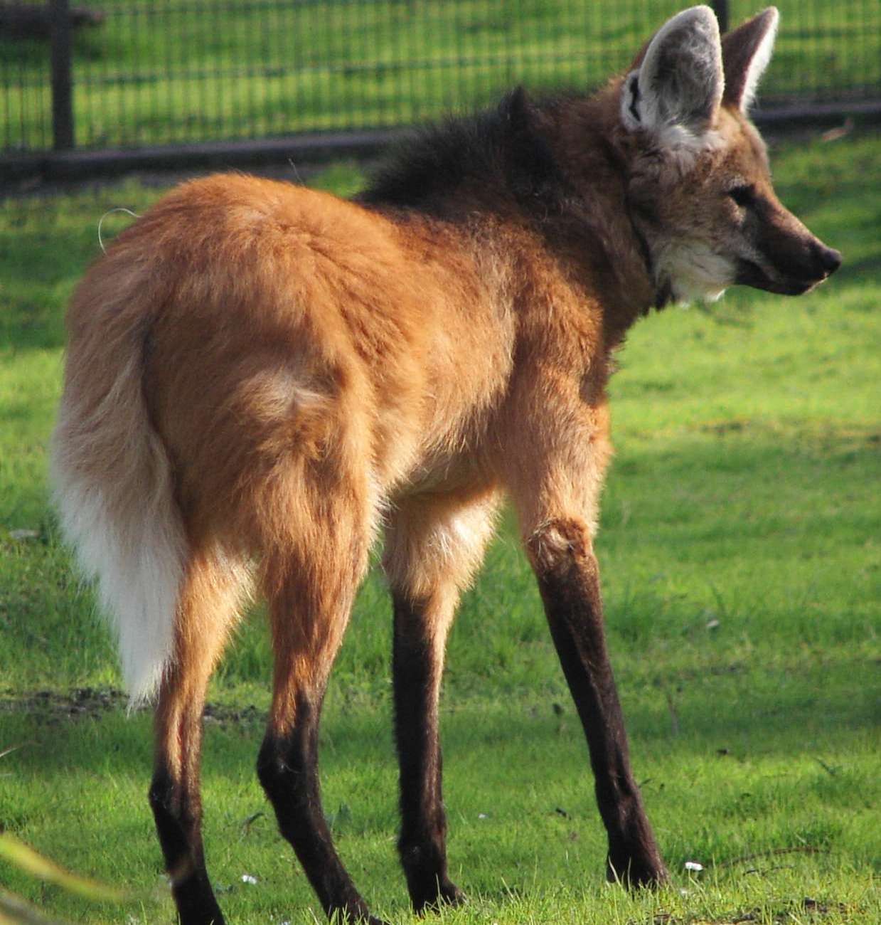 maned wolf