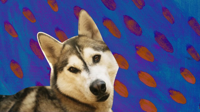 a husky dog with a blue background and orange circles.