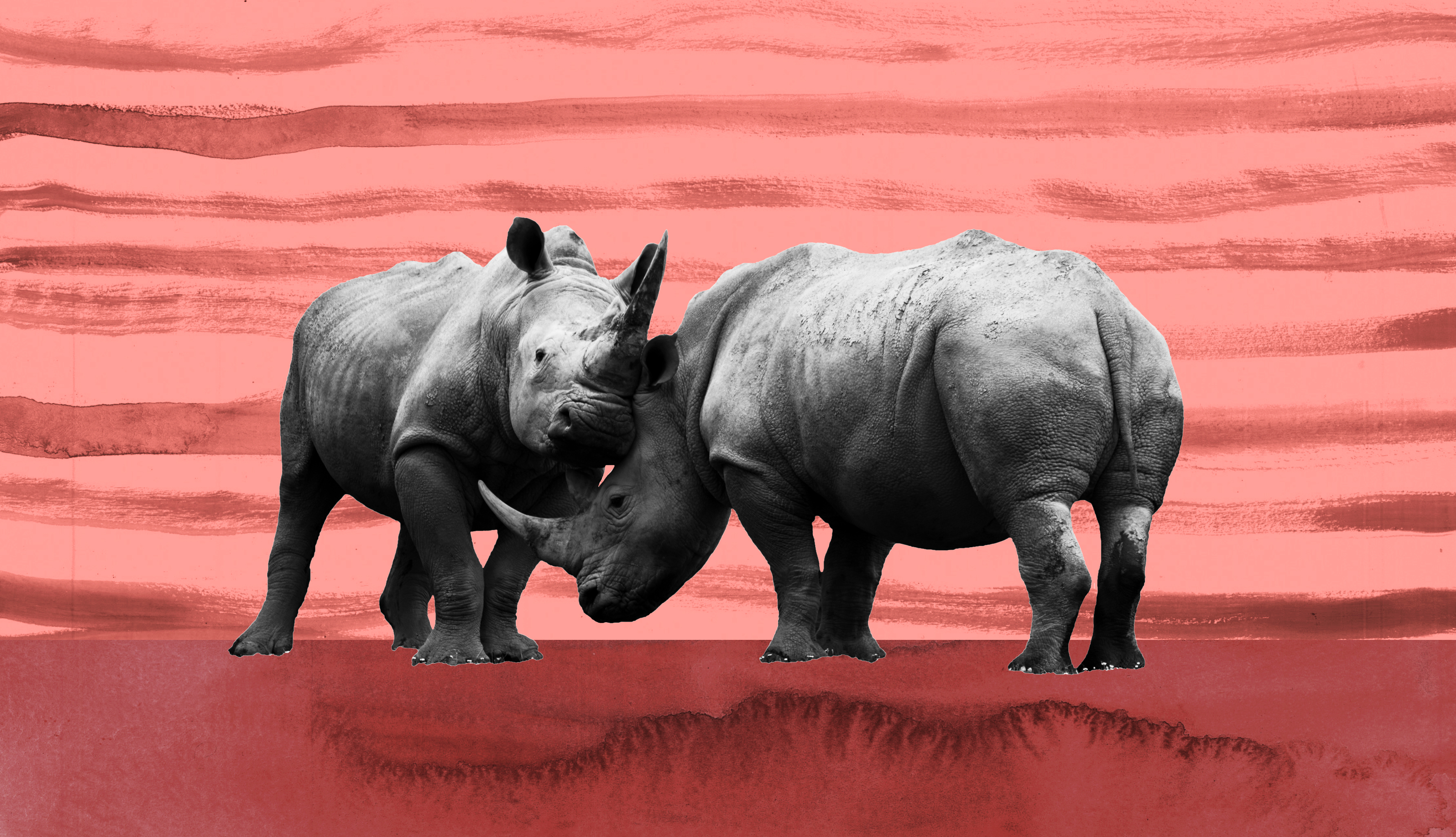 a couple of rhinos standing next to each other.