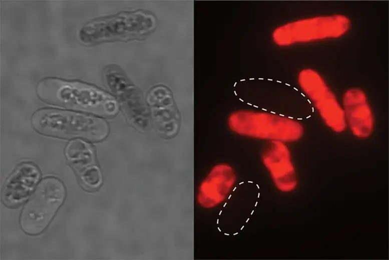 yeast cells poisonous