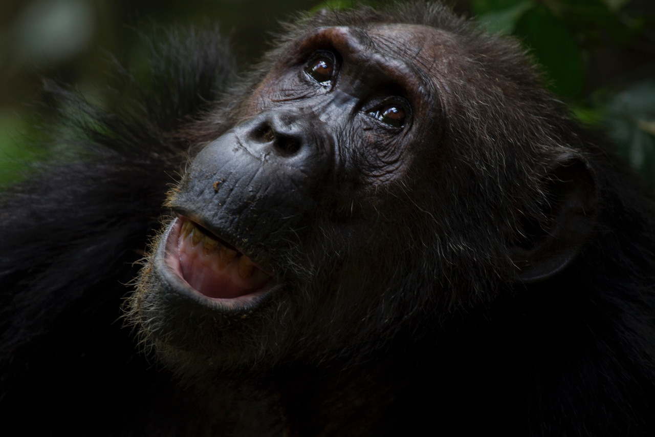 a close up of a monkey with its mouth open.