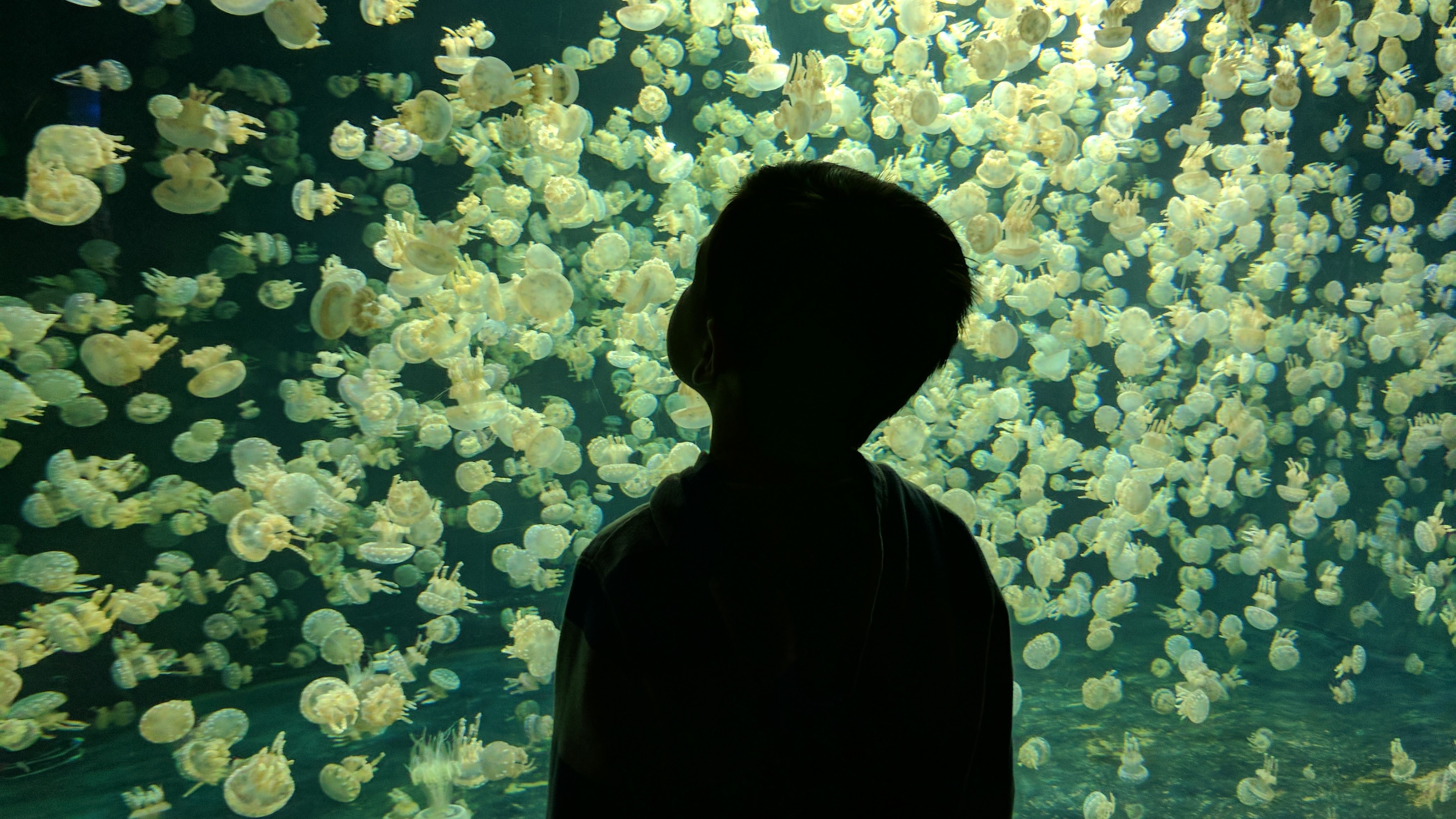A child standing in front of a wall of jellyfish.