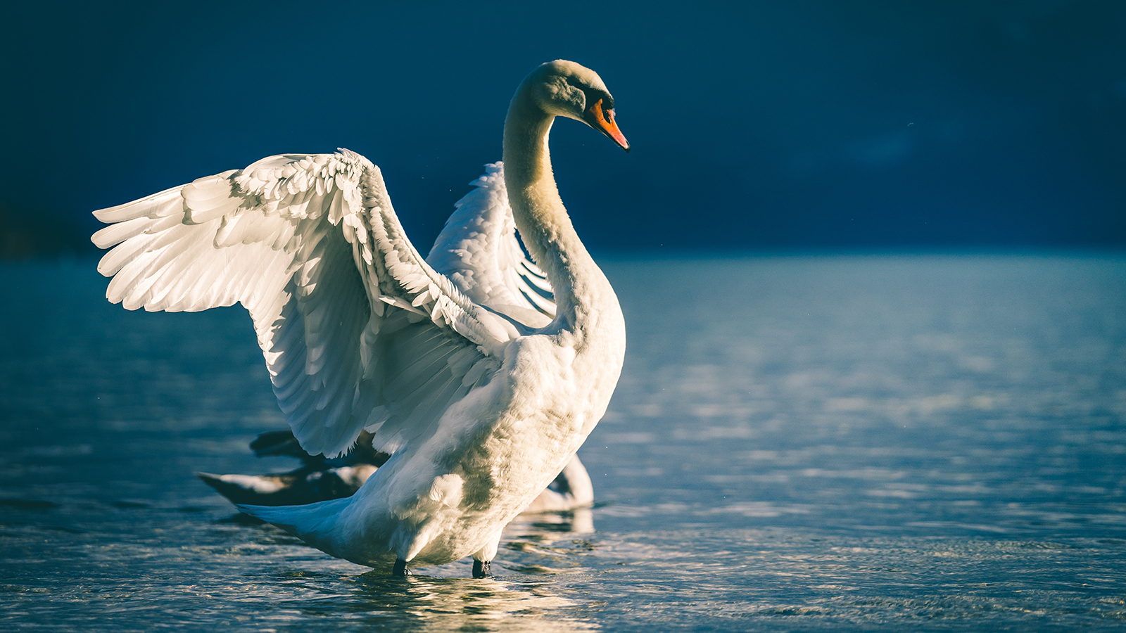 a swan flaps its wings in the water.