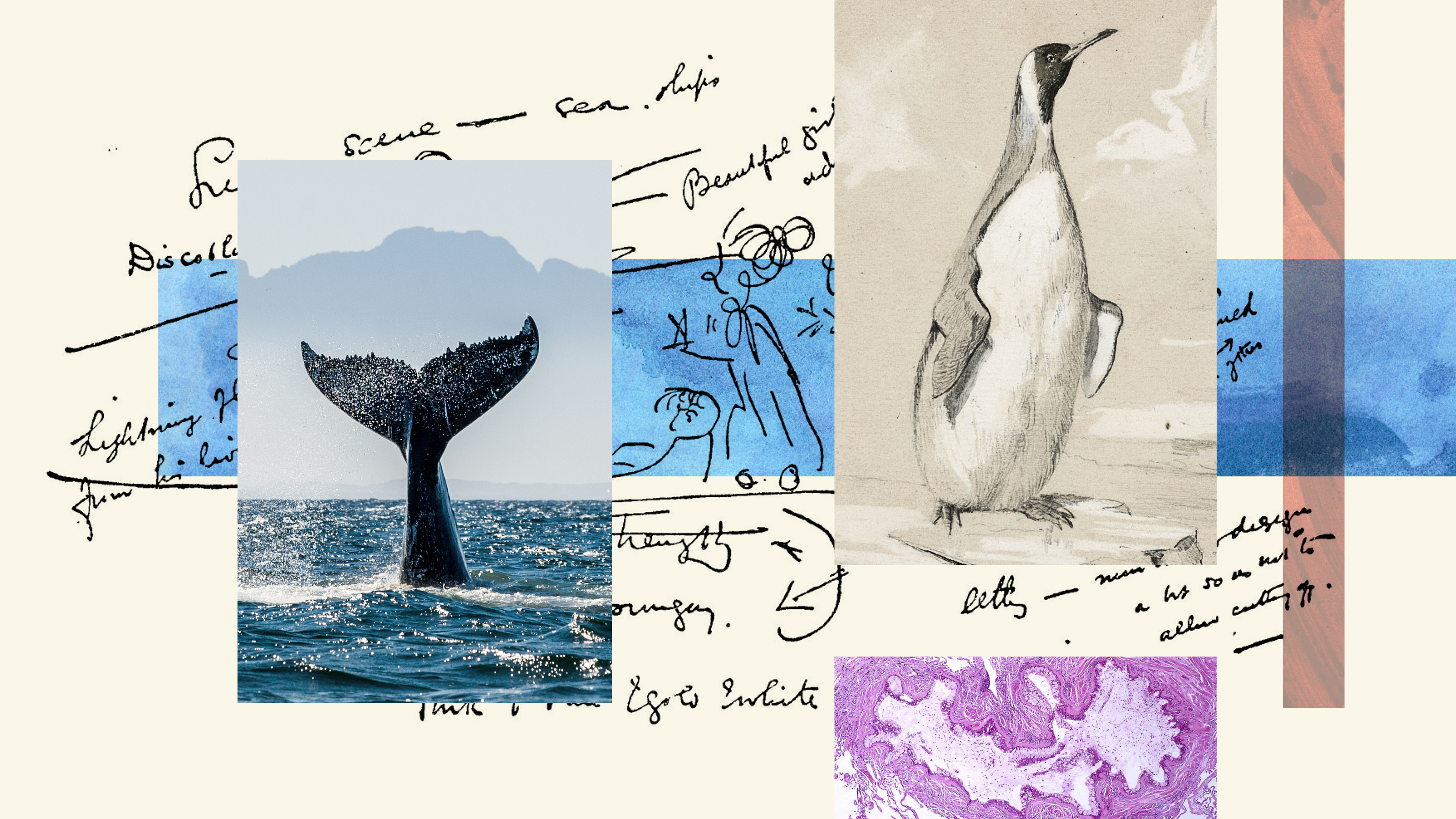 a collage of photos with a whale tail.
