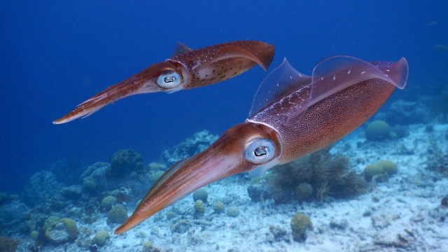 a couple of squid swimming in the ocean.