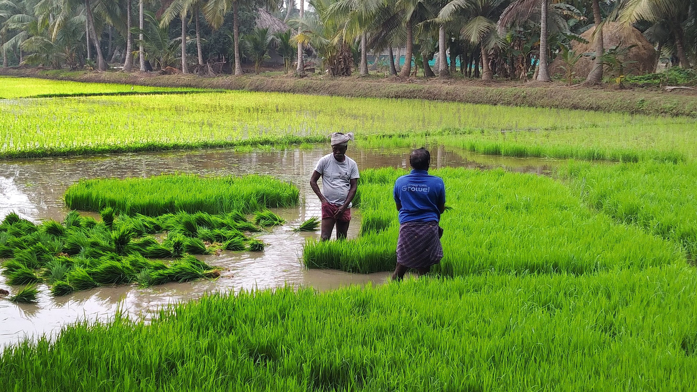 A couple of men standing in a rice field.