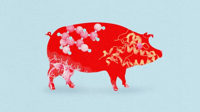 a pig and a baby pig are depicted in this illustration.