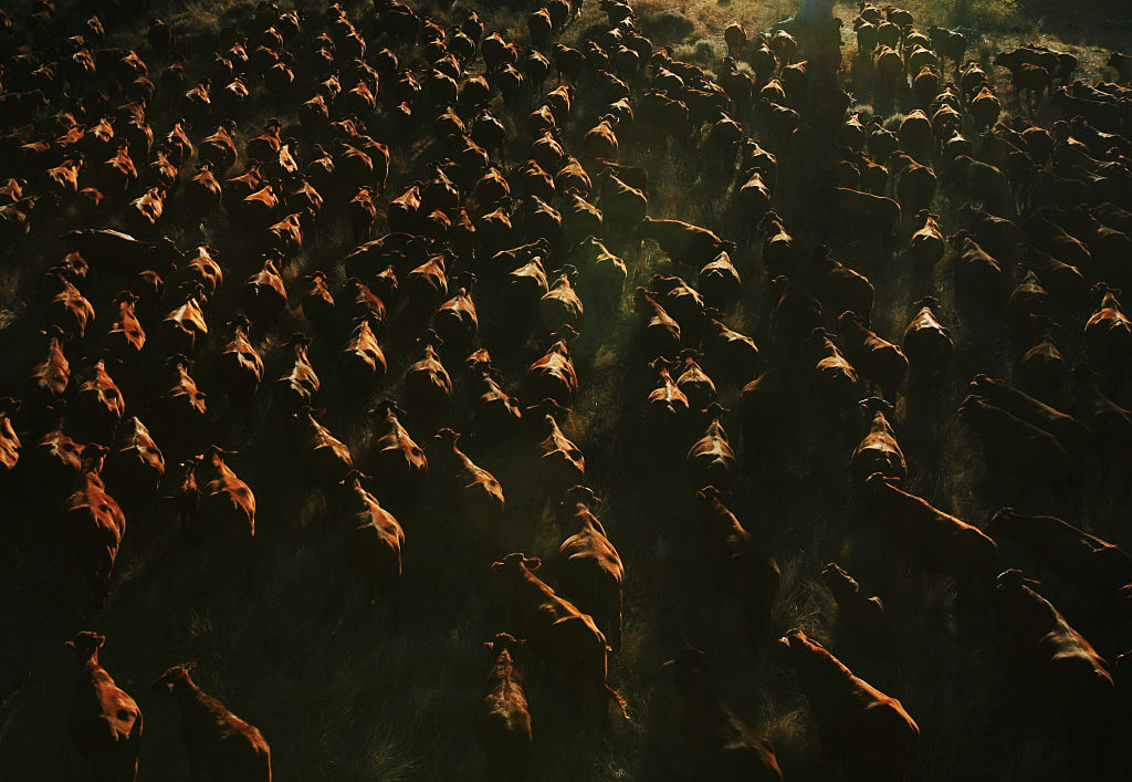 a large herd of horses running across a field.