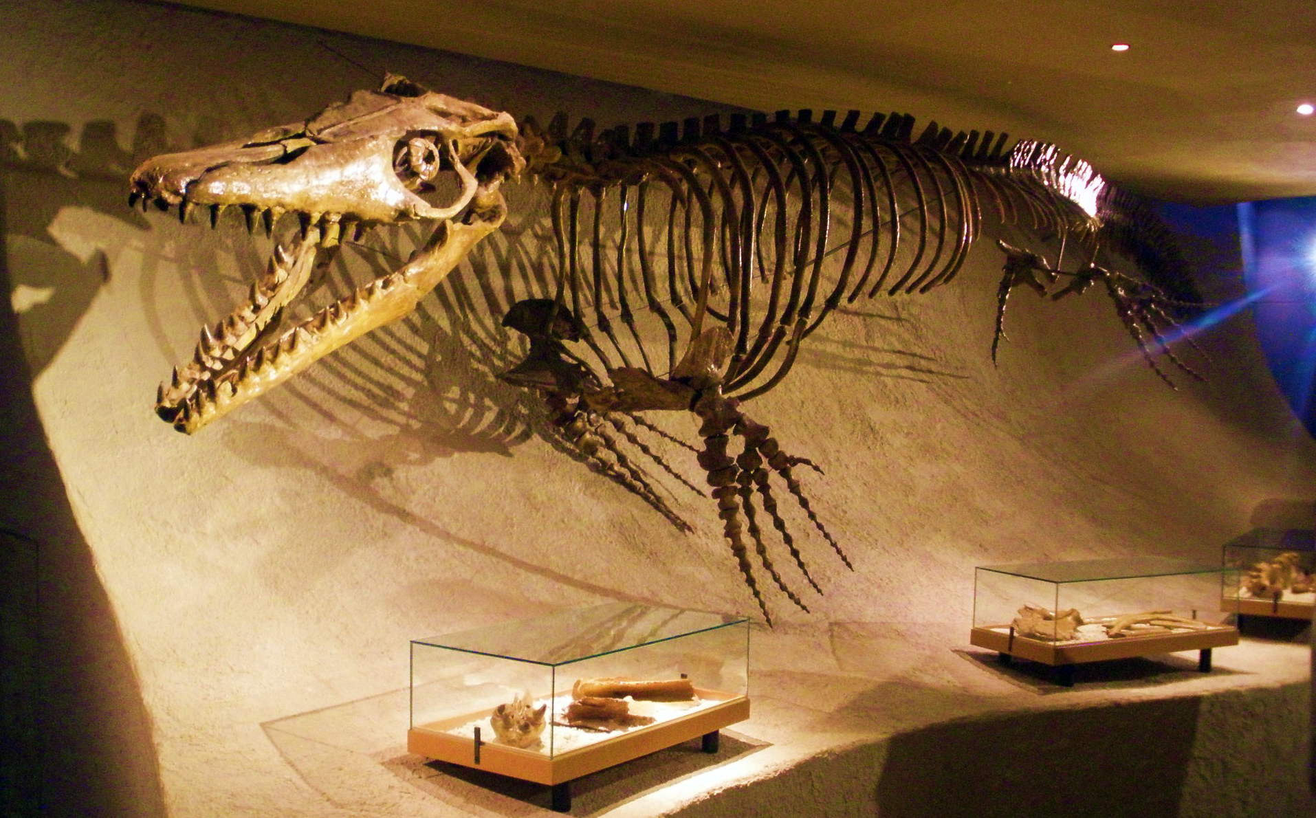 A museum display of a mosasaurus skeleton and other fossil specimens.
