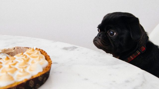 a black pug looking at a pie on a table.