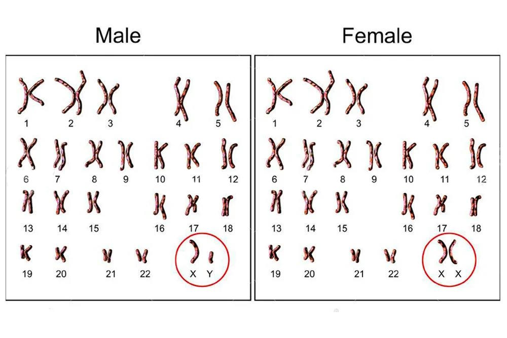 typical human sex chromosomes