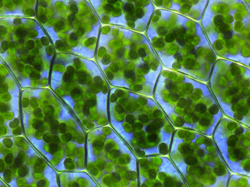 chloroplasts