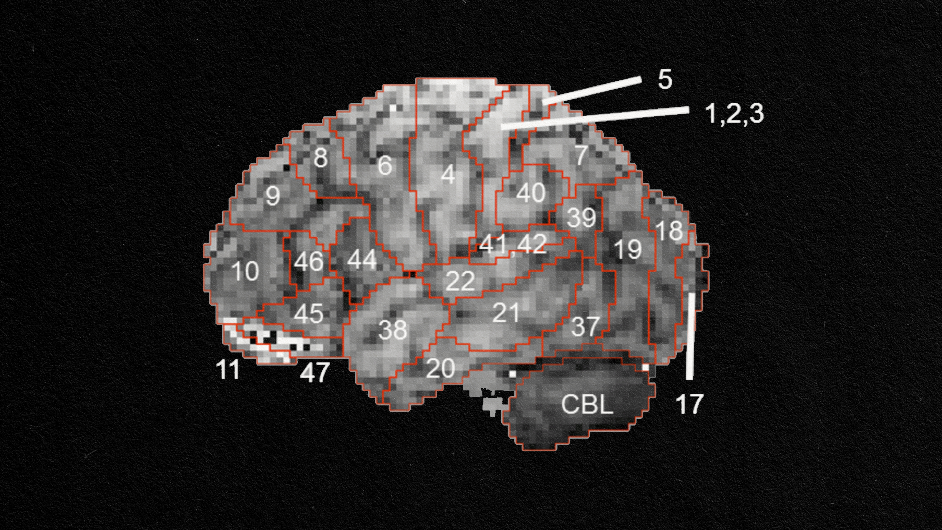 A pixelated image depicting the structure of a human brain.