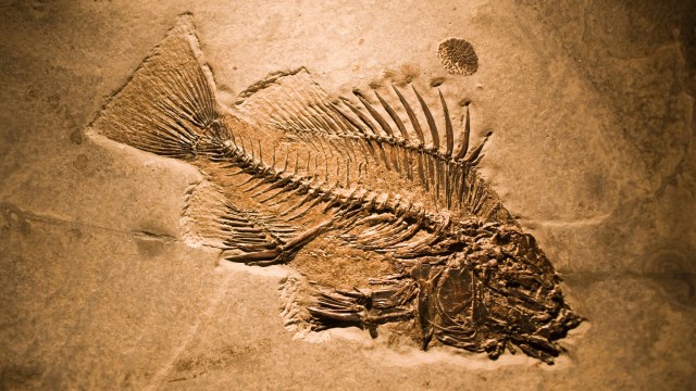 A fish fossil is on display in a museum.