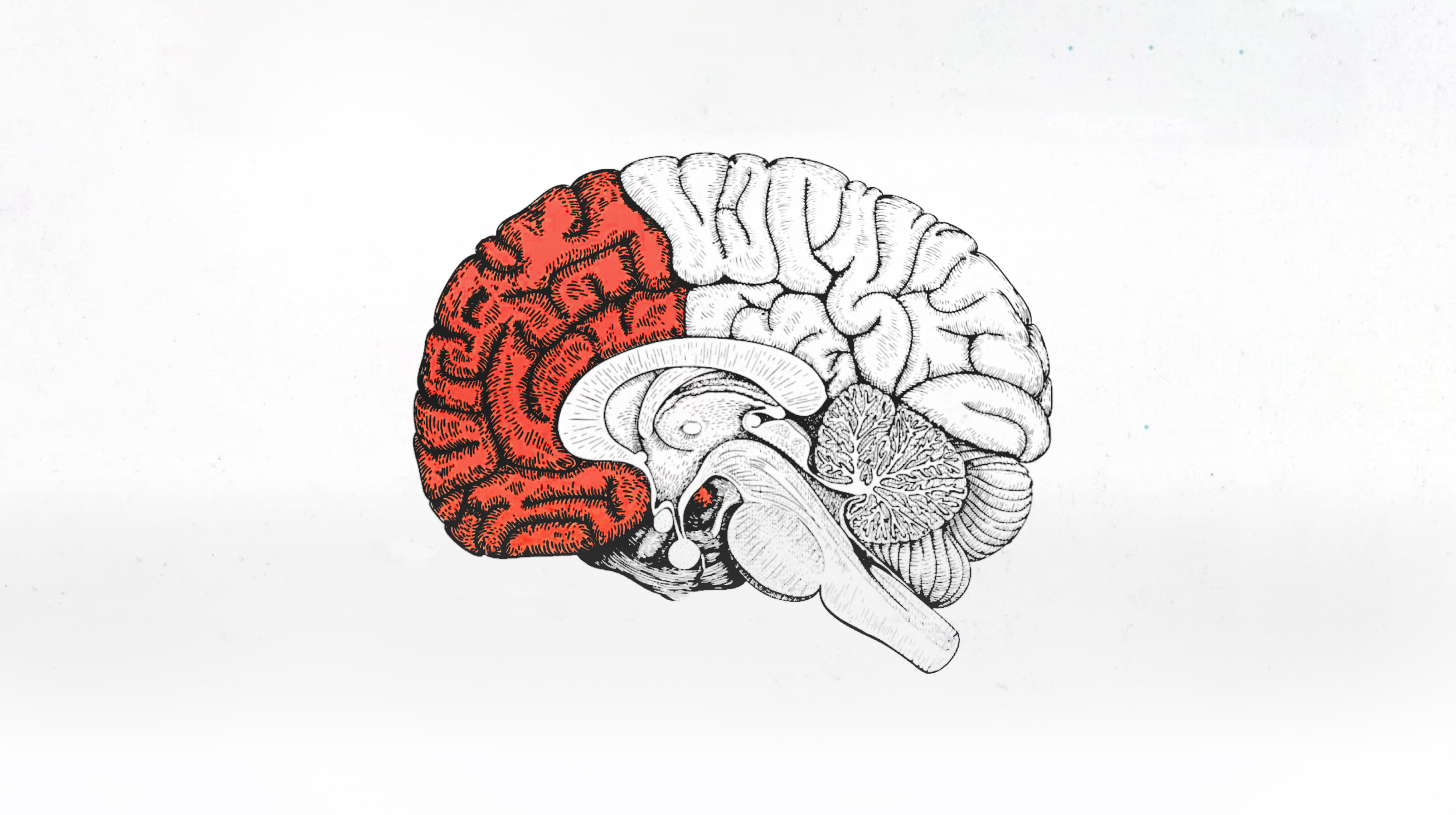 A drawing of a human brain depicting the red section, symbolizing anxiety.