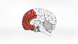 A drawing of a human brain depicting the red section, symbolizing anxiety.