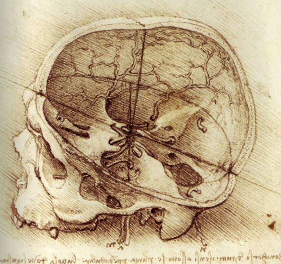 Leonardo da Vinci's sketch of a human skull.