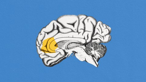 A yellow brain drawing on a blue background, emphasizing speech.