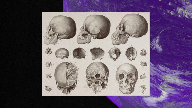 A poster displaying different skulls of other human species on a purple background.