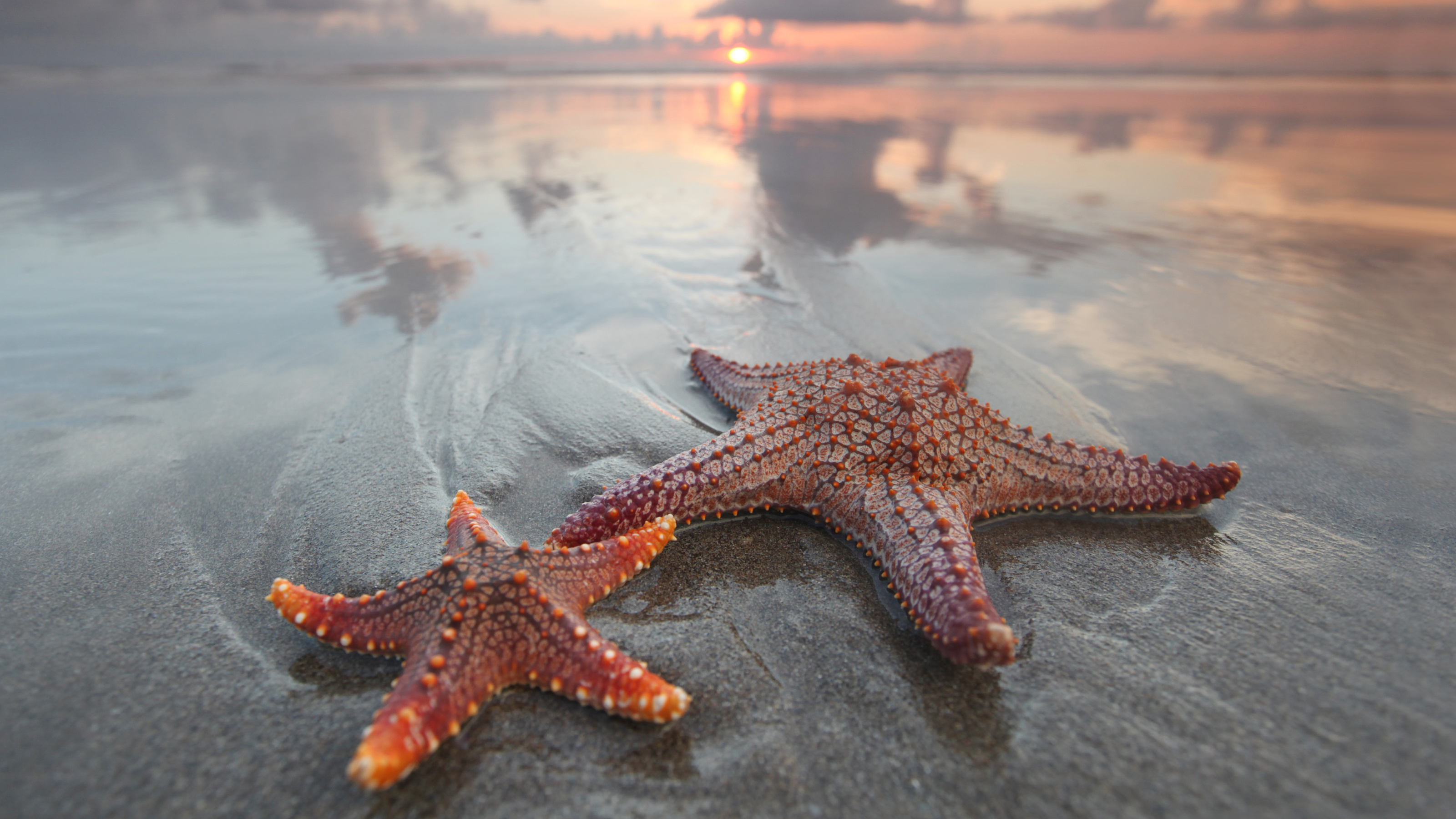Two starfish on the beach at sunset.
