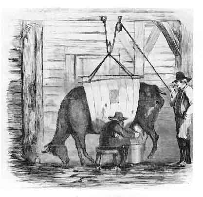 An old illustration of a cow being milked by a man.
