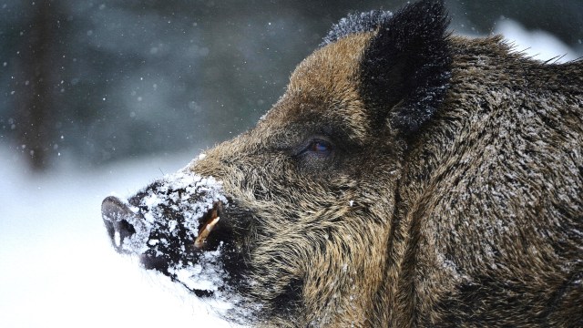 A radioactive wild boar stands in the snow.