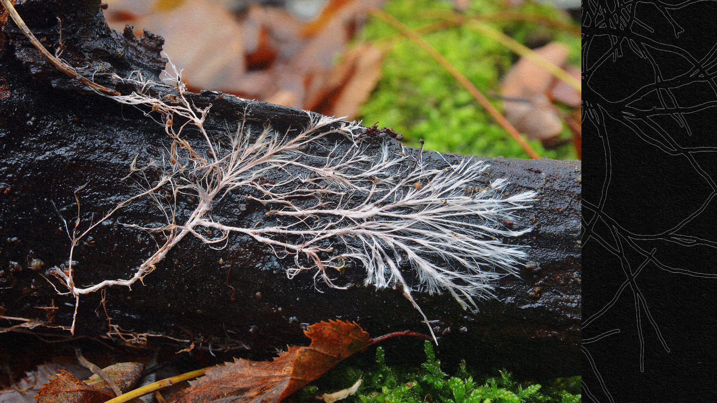 A black and white photo of a branch with moss on it, featuring mushrooms.